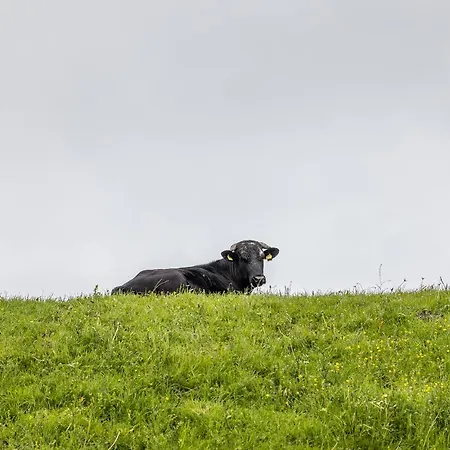 50142 Gretchen's Hus 2 * Schillig