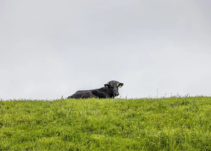 50142 Gretchen's Hus 2 * Schillig